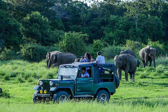 Udawalawe National Park Private Safari All-Inclusive  - Bentota - End Point