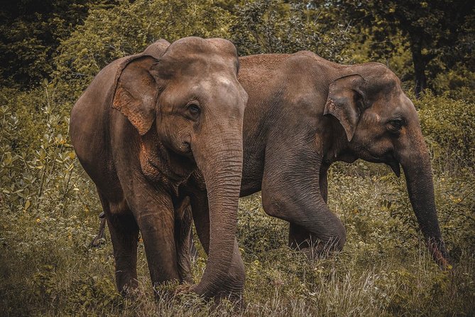 Udawalawe National Park Private Safari - Wildlife Sightings in Udawalawe National Park
