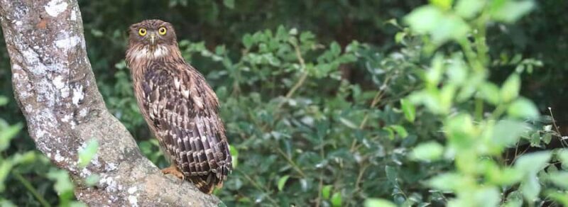 Udawalawe National Park: Private Safari From Colombo - Final Thoughts