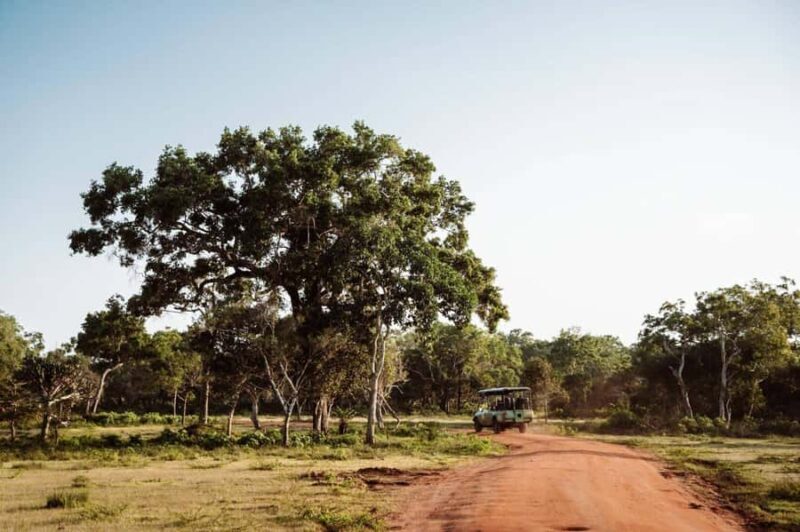 Udawalawe National Park: Private Safari From Colombo - An In-Depth Look at the Safari Experience