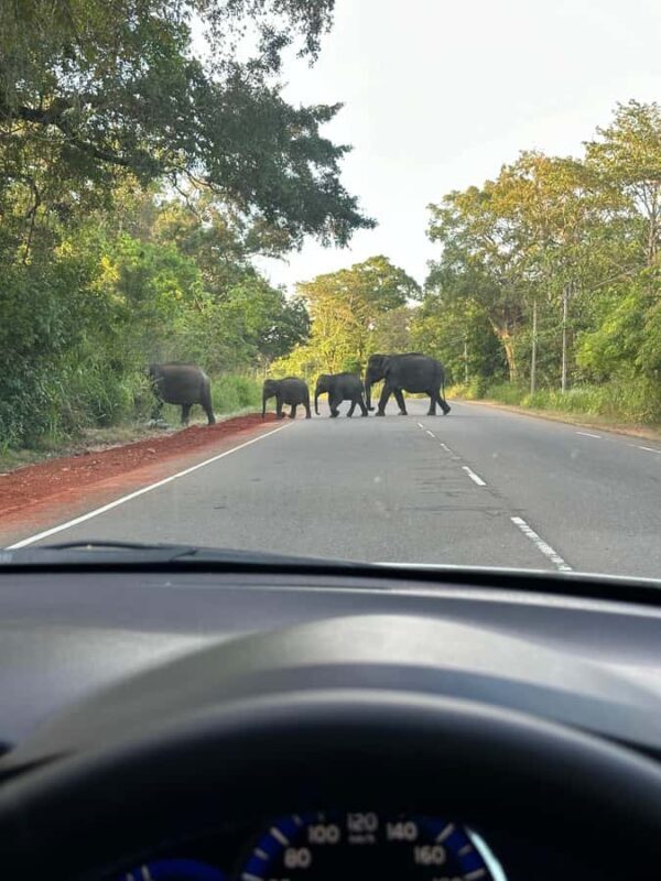 Udawalawe National Park: Private Safari From Colombo - FAQs