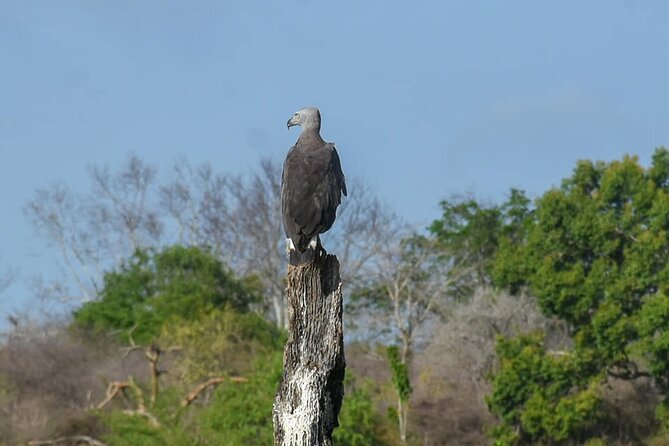 Udawalawe National Park Private Safari (Full Day/6 Hours/4 Hours) - Wildlife Sightings at Udawalawe National Park