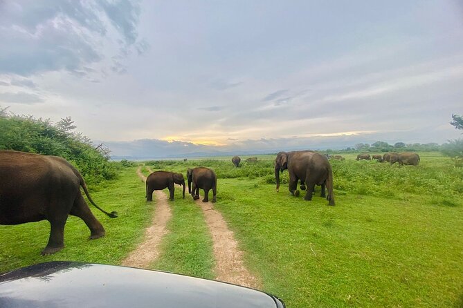 Udawalawe National Park Private Safari (Full Day/6 Hours/4 Hours) - Packing Essentials for Your Safari Trip