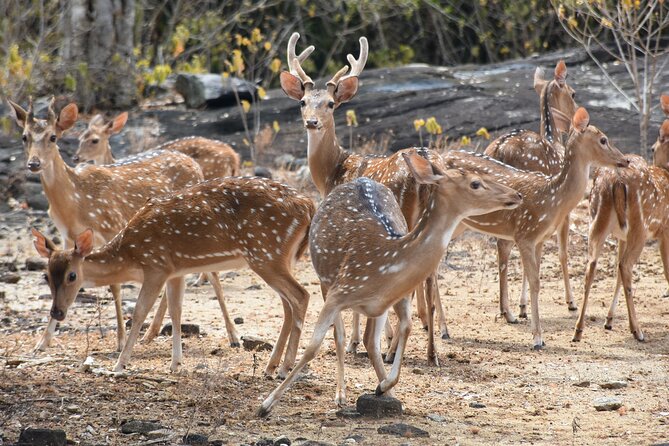 Udawalawe National Park Private Safari (Full Day/6 Hours/4 Hours) - The Sum Up