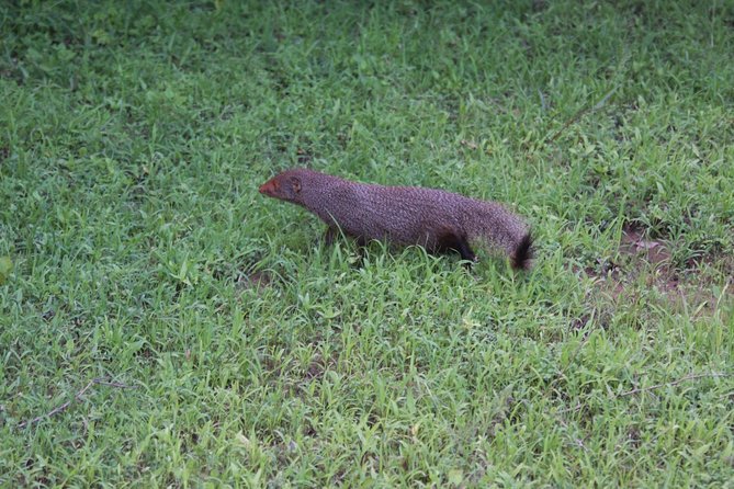 Udawalawe National Park Private Safari  - Hambantota - Pickup and Meeting Points