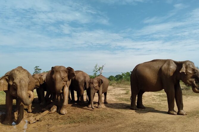 Udawalawe National Park Private Safari Tour - Safari Experience in Udawalawe National Park