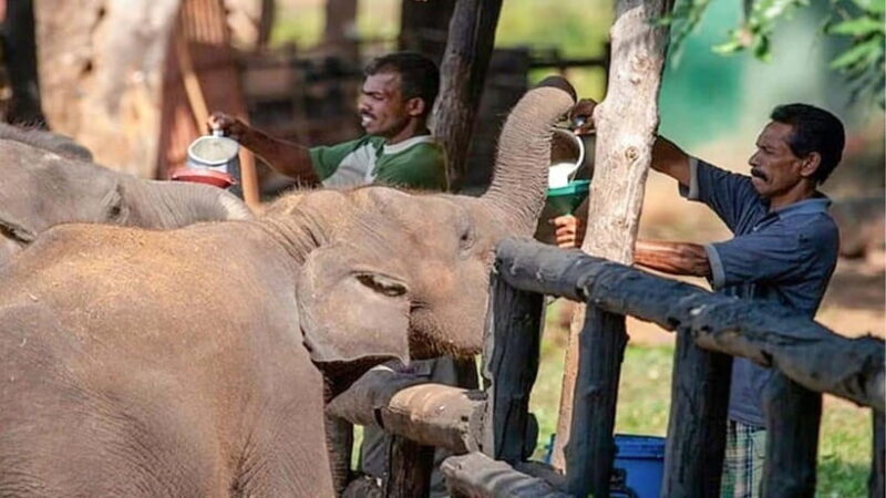 Udawalawe National Park Private Safari + Transit Home Visit - FAQ  