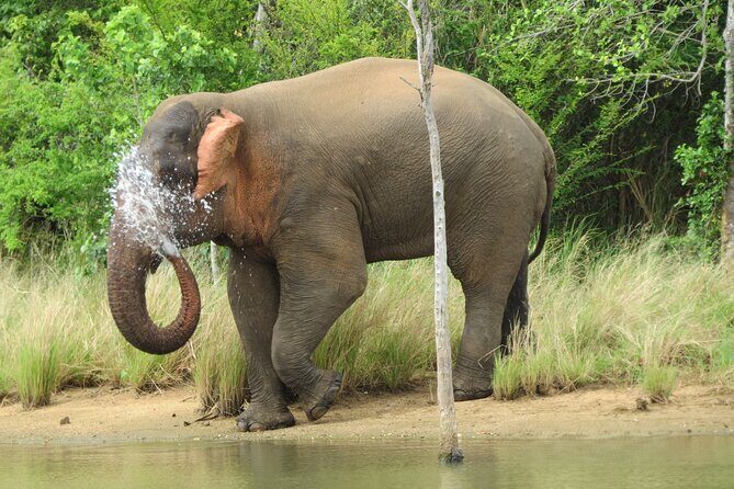 Udawalawe National Park - Private Safari with Gotrex Tours - Good To Know