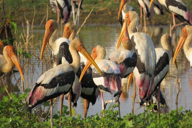 Udawalawe National Park - Private Safari with Gotrex Tours - The Itinerary and Experience Breakdown