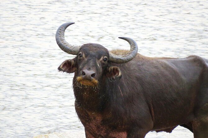 Udawalawe National Park - Private Safari with Gotrex Tours - Authentic Experiences From Reviews