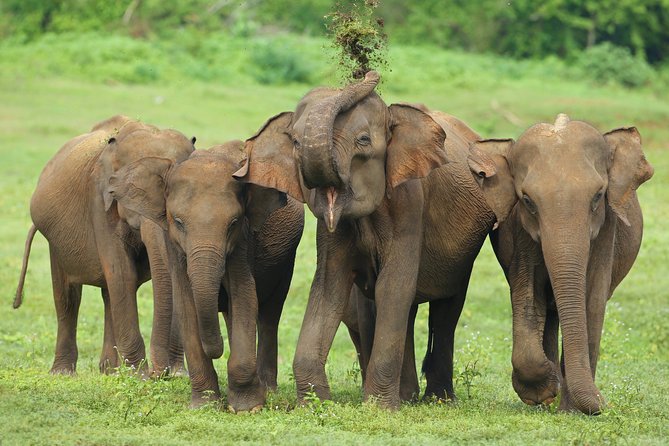 Udawalawe National Park Private Safari With Naturalist - Booking Details