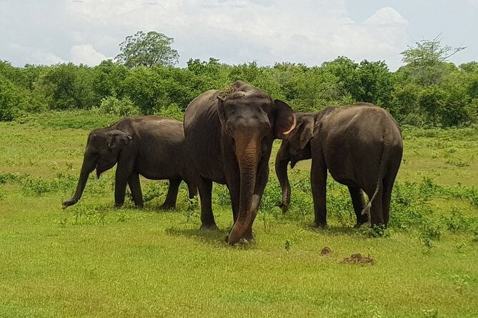Udawalawe National Park Private Safari With Naturalist - Booking Details