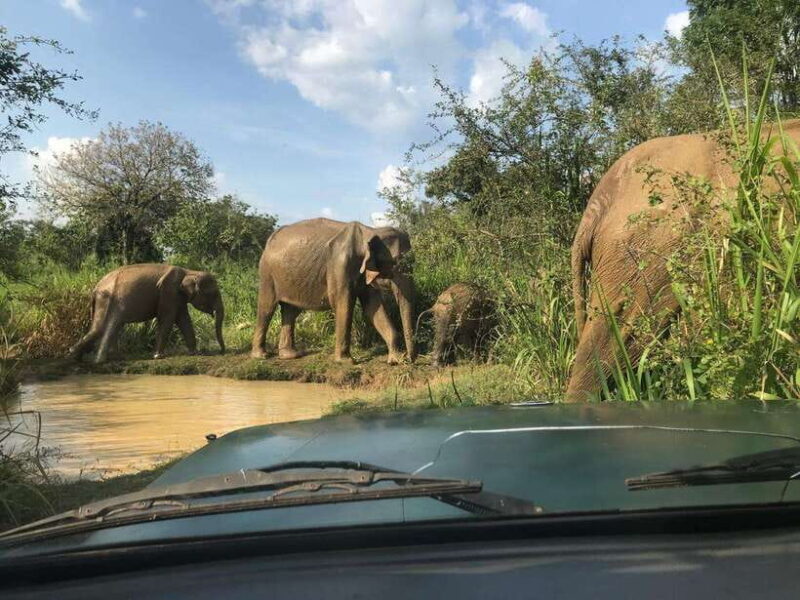 Udawalawe National Park Safari Adventure ( privet tour) - Navigating the Practicalities