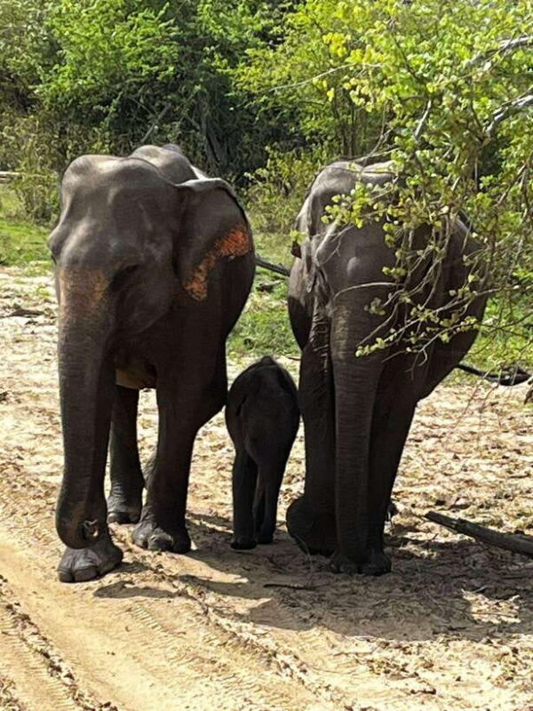 Udawalawe National Park Safari Adventure ( privet tour) - Final Words