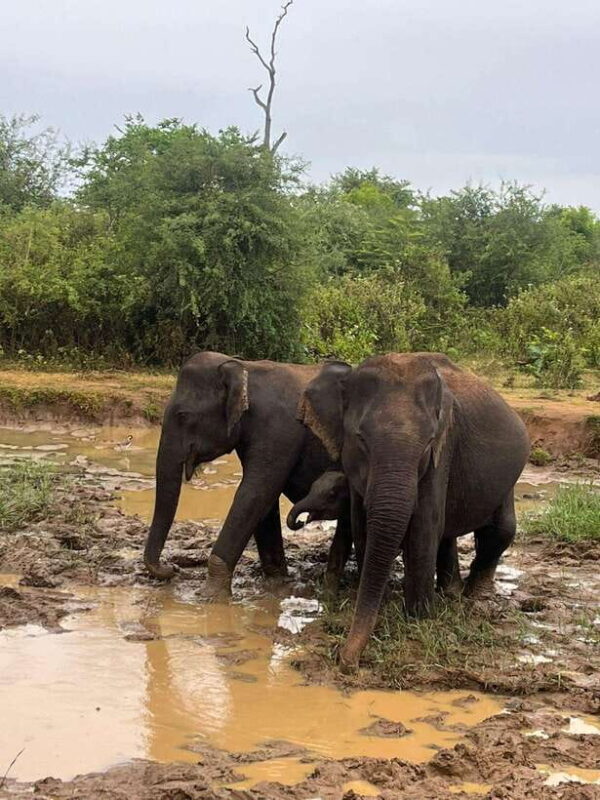 Udawalawe National Park Safari Adventure ( privet tour) - FAQ
