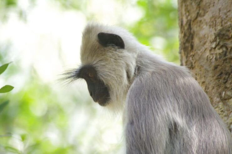 Udawalawe National Park Safari and Elephant Transit Home - Experience Highlights