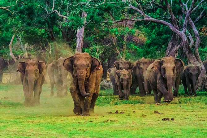 Udawalawe National Park Safari - Booking and Logistics