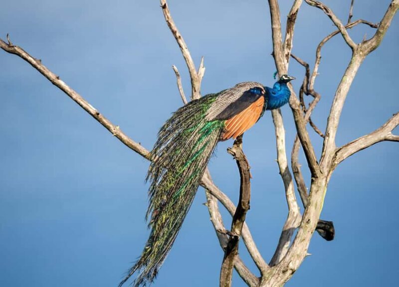 Udawalawe National Park Safari  Eco Jeep Adventure - What Makes the Udawalawe Safari Special?