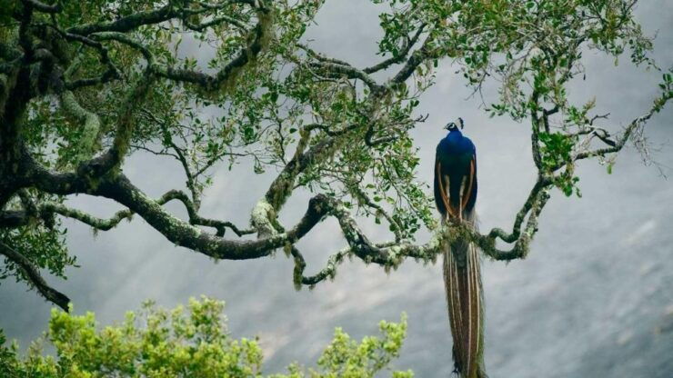 Udawalawe: National Park Safari & Elephant Transit Home Tour - Experience Highlights