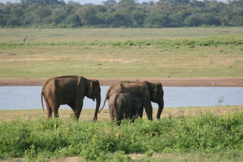 Udawalawe: National park safari & Elephant Transit Home Tour - Good To Know