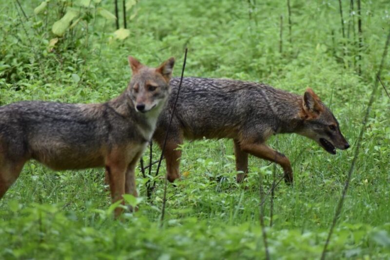 Udawalawe: National park safari & Elephant Transit Home Tour - Why Guides Make the Difference
