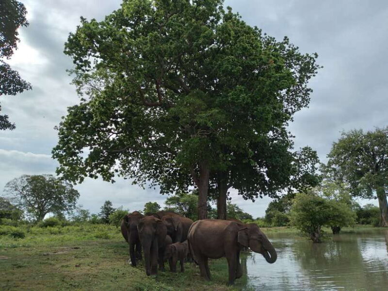 Udawalawe: National park safari & Elephant Transit Home Tour - Who Would Love This Tour?