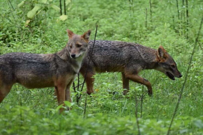 Udawalawe: National park safari & Elephant Transit Home Tour - Final Thoughts