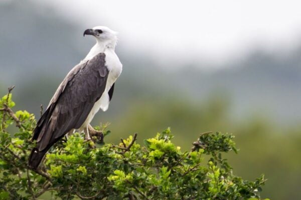 Udawalawe: National Park Safari & Elephant Transit Home Tour - The Sum Up