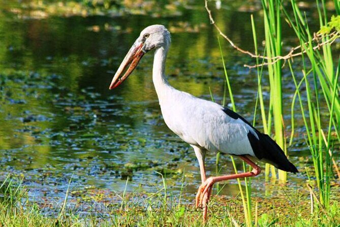 Udawalawe National Park Safari from Ahangama - Who Is This Tour Best For?