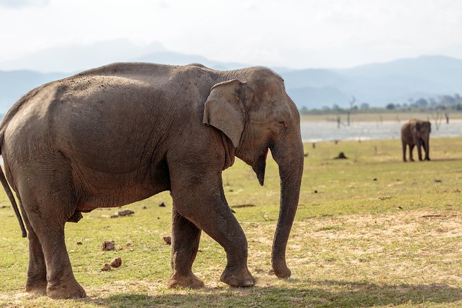 Udawalawe National Park Safari From Bentota - Cancellation Policy for the Safari