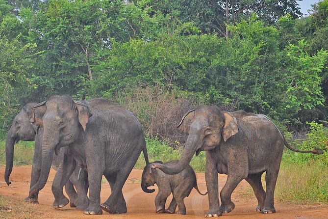 Udawalawe National Park Safari From Bentota - Common Questions