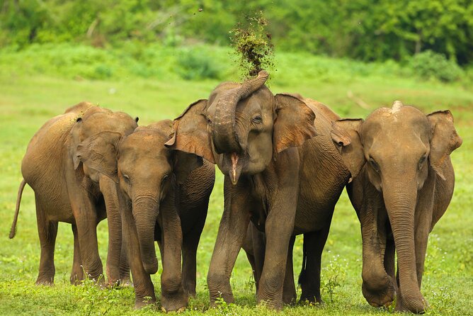 Udawalawe National Park Safari From Dikwella - Pricing and Customer Feedback