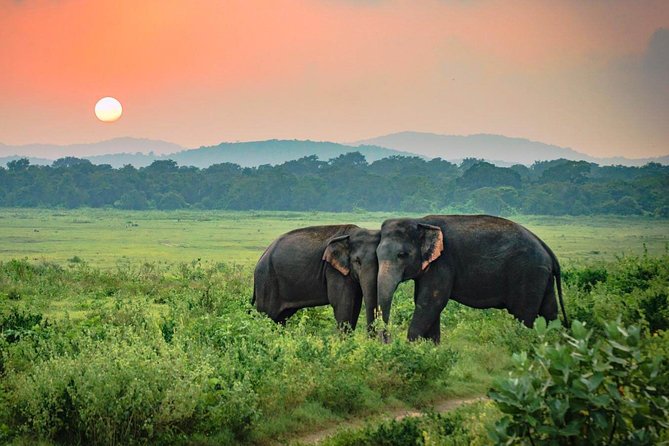 Udawalawe National Park Safari From Ella - Tour Itinerary
