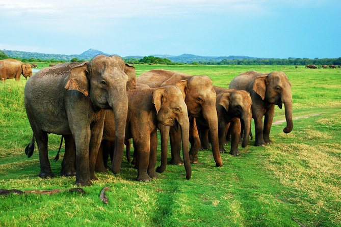 Udawalawe National Park Safari From Ella - Pricing and Reservations
