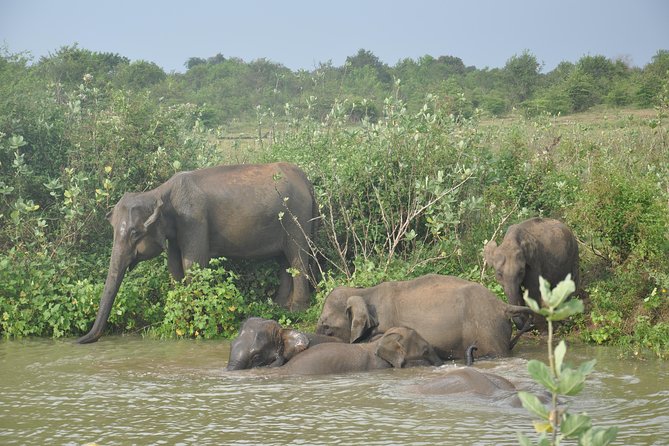 Udawalawe National Park Safari From Ella - Customer Reviews