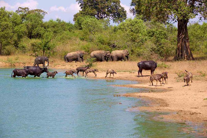 Udawalawe National Park Safari From Ella - Customer Reviews