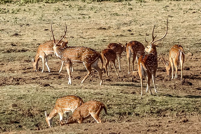 Udawalawe National Park Safari From Galle - Important Considerations