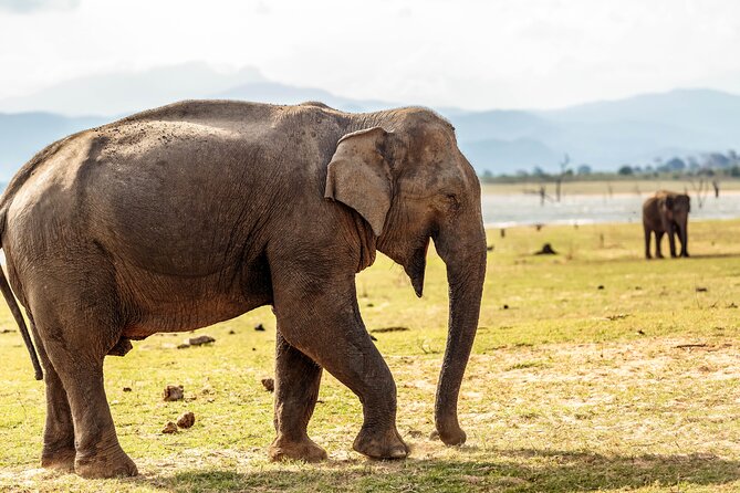 Udawalawe National Park Safari From Galle - Customer Reviews