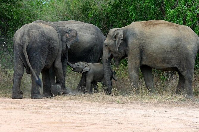 Udawalawe National Park Safari From Galle/Mirissa/Weligama (All Inclusive) - Pricing Information