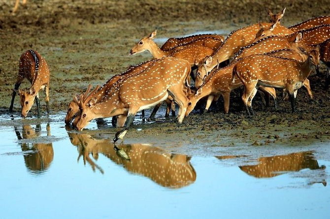 Udawalawe National Park Safari From Galle/Mirissa/Weligama (All Inclusive) - Reviews and Ratings