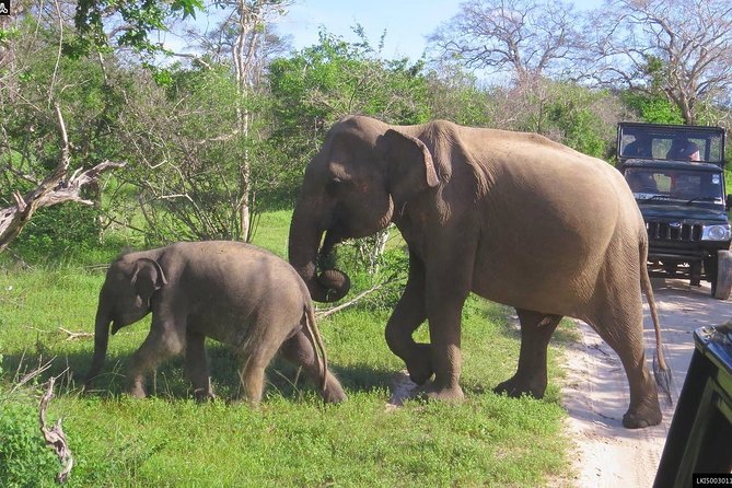 Udawalawe National Park Safari From Galle/Mirissa/Weligama (All Inclusive) - Booking Process
