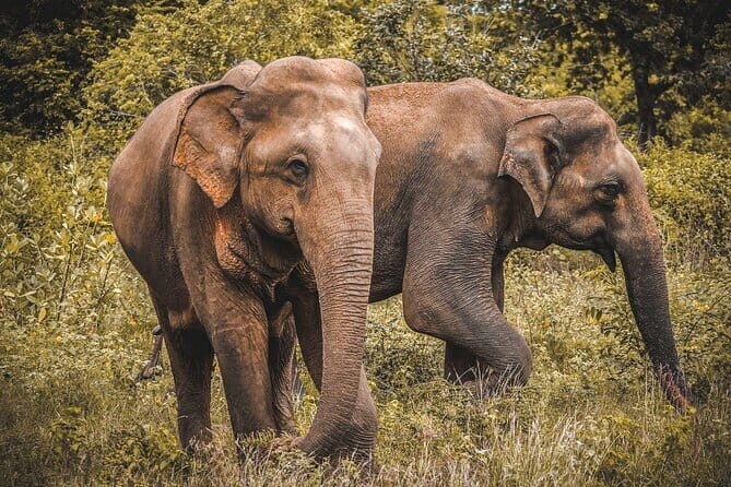 Udawalawe National Park Safari from Hambantota Seaport - The Sum Up: Why This Safari Is a Solid Choice