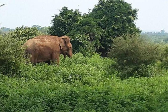 Udawalawe National Park Safari From Mirissa Galle Weligama - What To Expect
