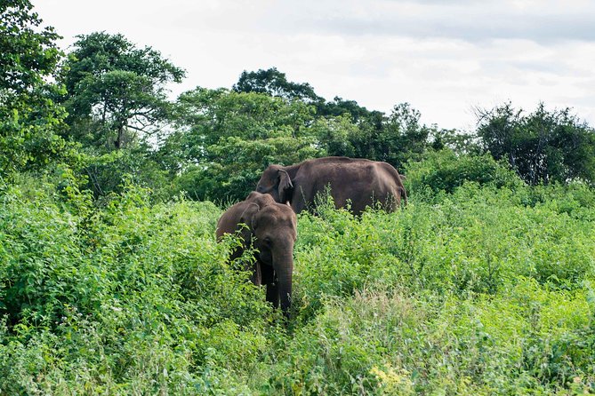 Udawalawe National Park Safari From Mirissa Galle Weligama - The Sum Up