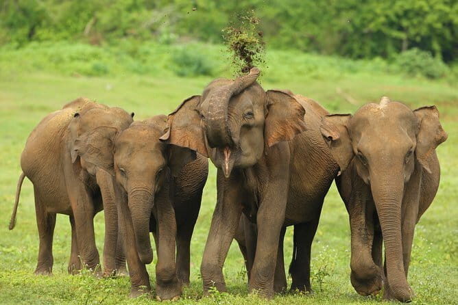 Udawalawe National Park Safari from Tangalle - Good To Know
