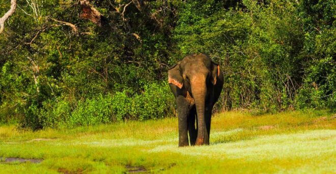 Udawalawe National Park Safari From Weligama - Travel Logistics and Duration