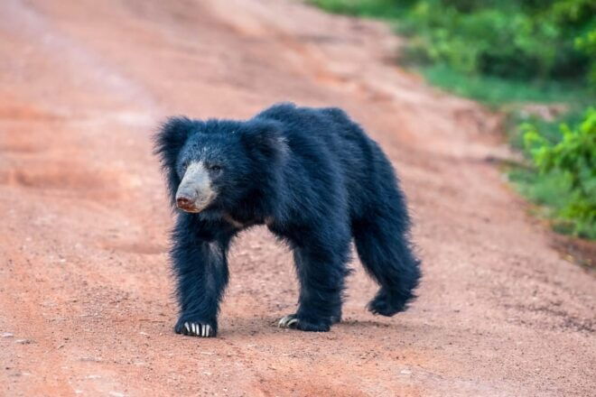 Udawalawe National Park Safari From Weligama - Booking Process