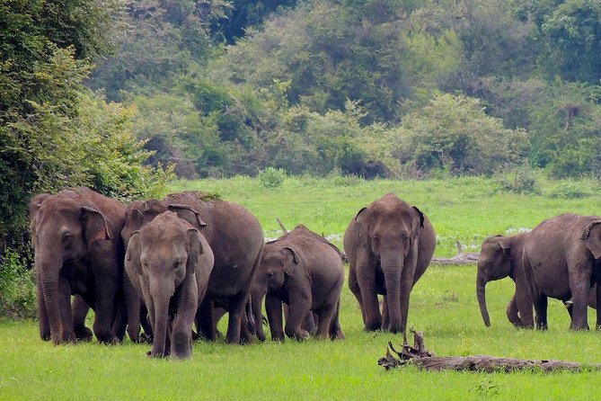 Udawalawe National Park Safari From Weligama - Booking and Logistics