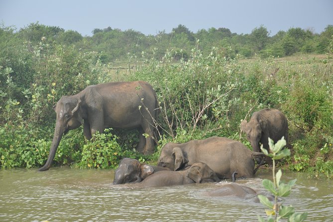 Udawalawe National Park Safari From Yala - Pricing and Booking