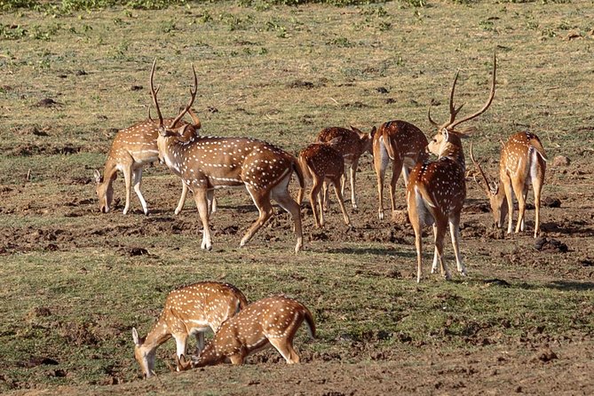 Udawalawe National Park Safari From Yala - Meeting, Pickup, and Logistics